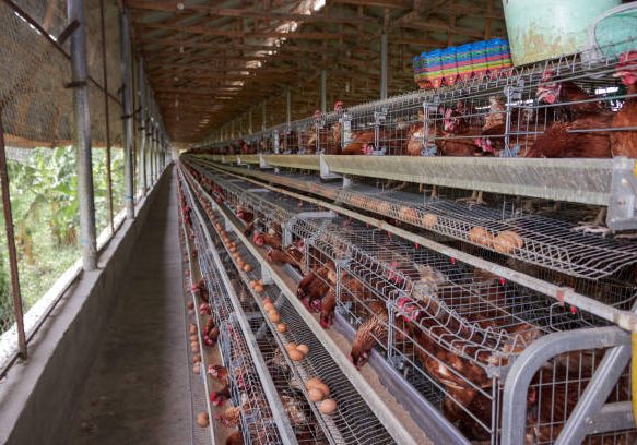 Eggs, poultry farming