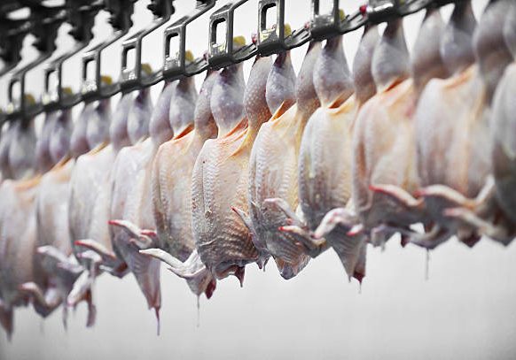 Food industry detail with poultry meat processing